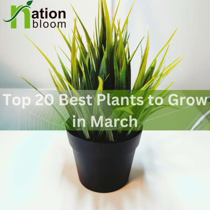 Best Plants to Grow in March