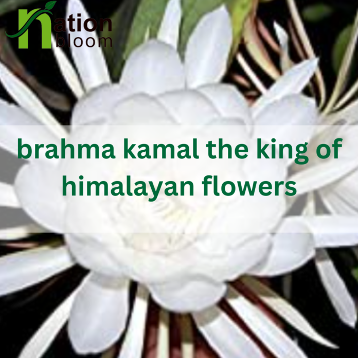 Brahma Kamal