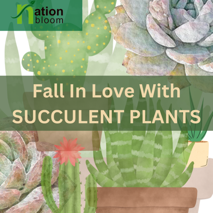 Fall in Love With Succulent Plants