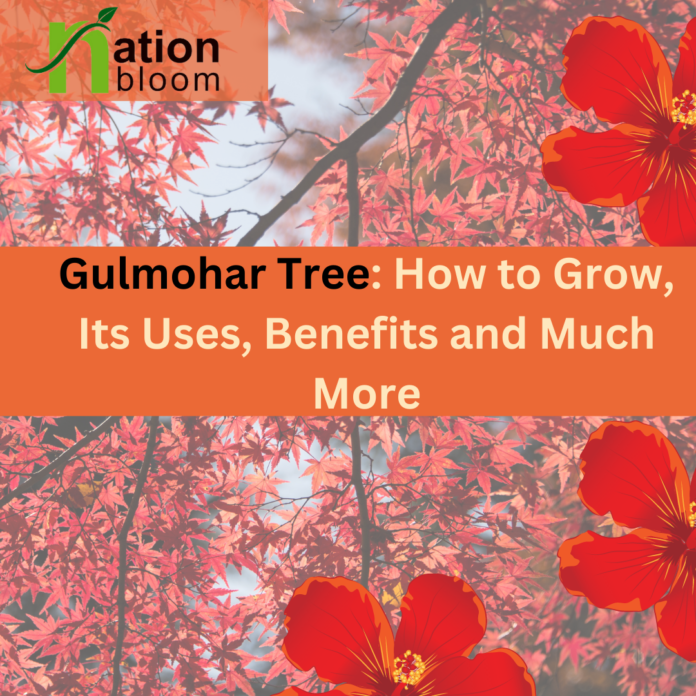 Gulmohar Tree How to Grow Its Uses and Benefits