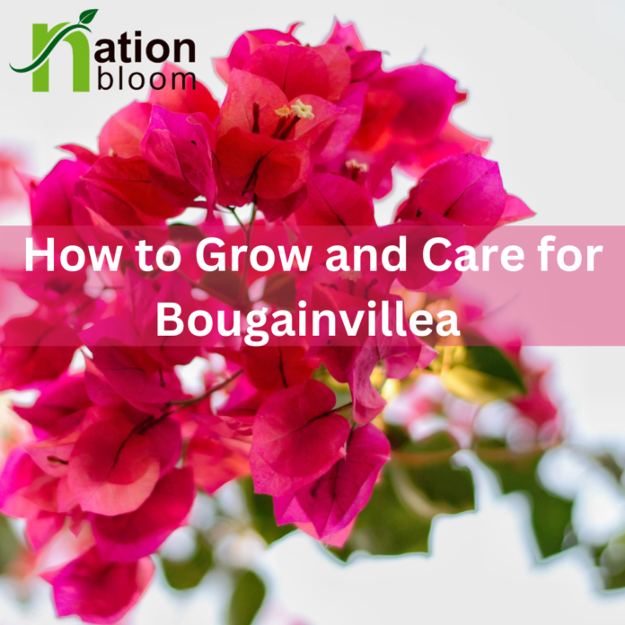 How to Grow and Care for Bougainvillea