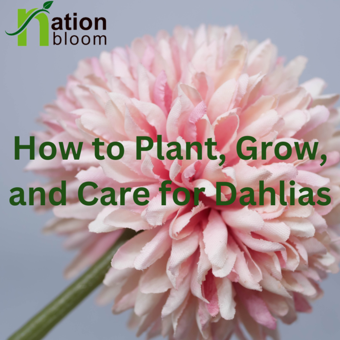 How to Plant, Grow, and Care for Dahlias