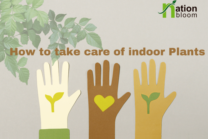 How to take care of indoor Plants