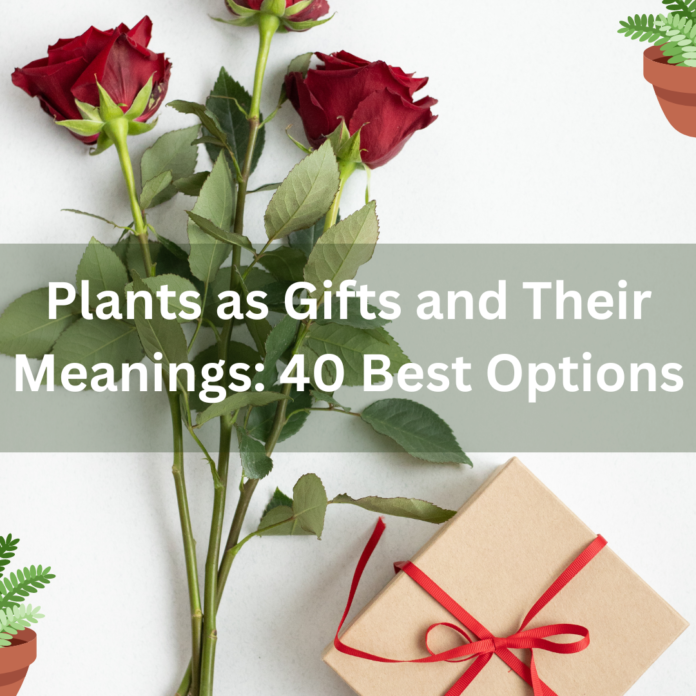 Plants as Gifts and Their Meanings