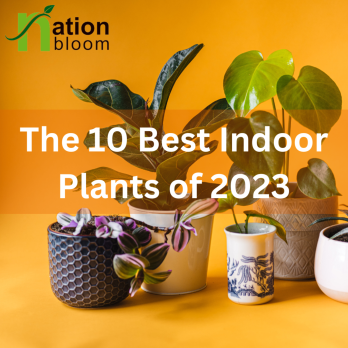The 10 Best Indoor Plants of 2023