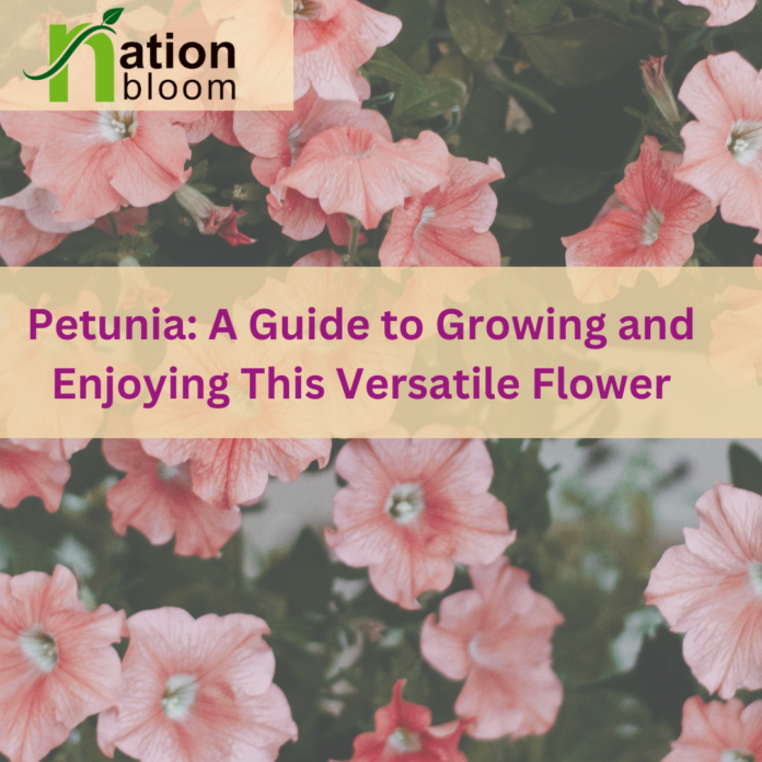 petunia plants