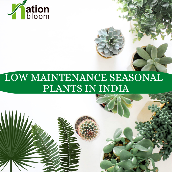 seasonal plants in india