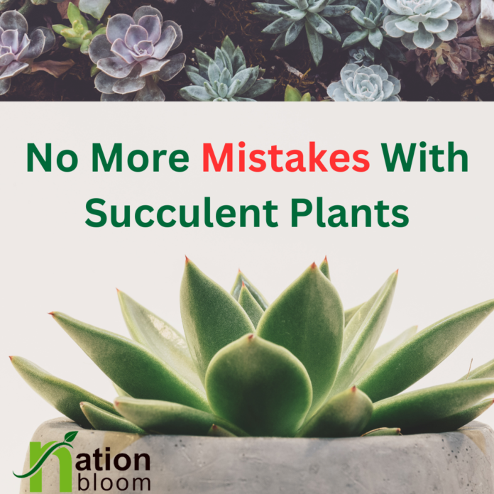 succulent plants