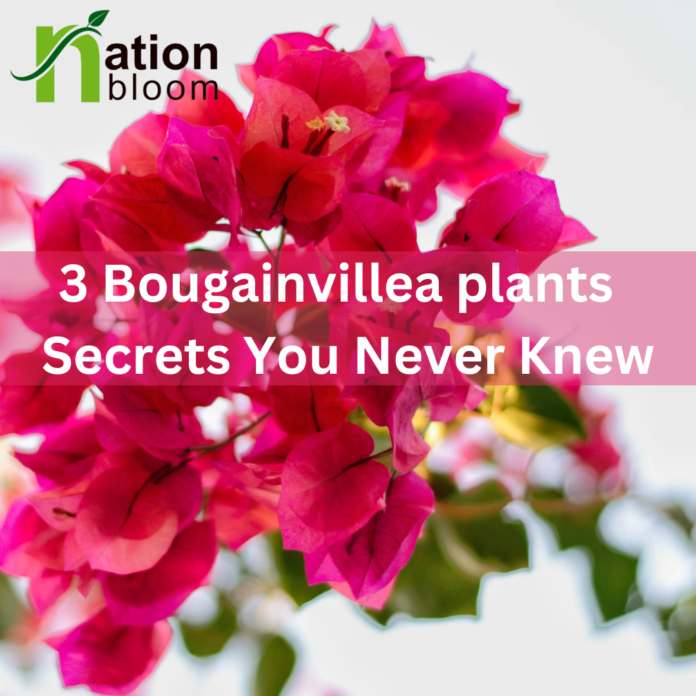 Bougainvillea plants