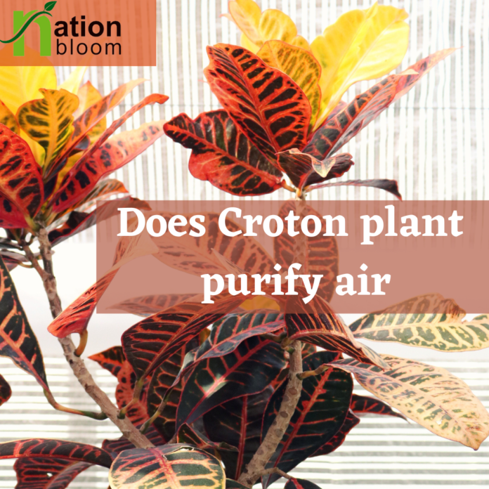 Does Croton plant purify air?