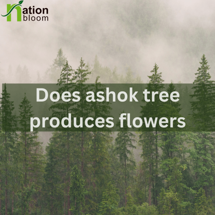 Does Ashok Tree Produces Flowers