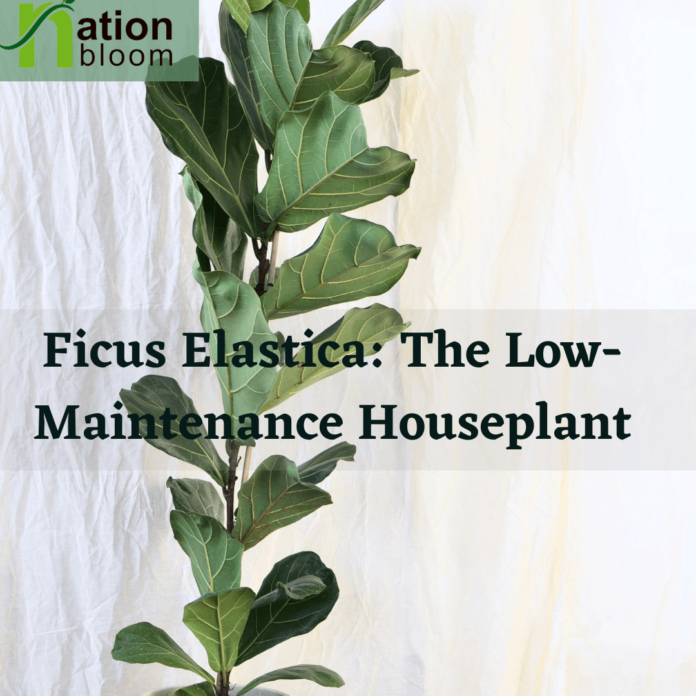 Ficus Elastica The Low-Maintenance Houseplant