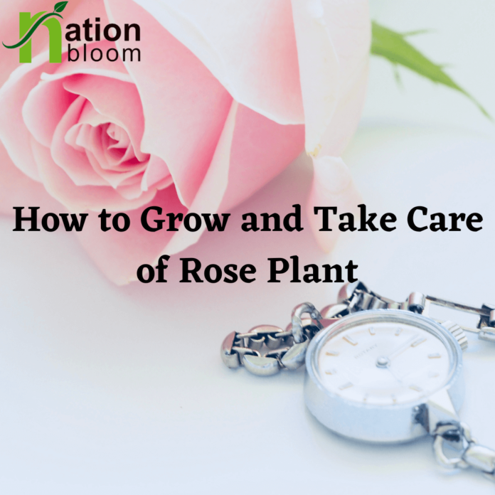 How to Grow and Take Care of Rose Plant