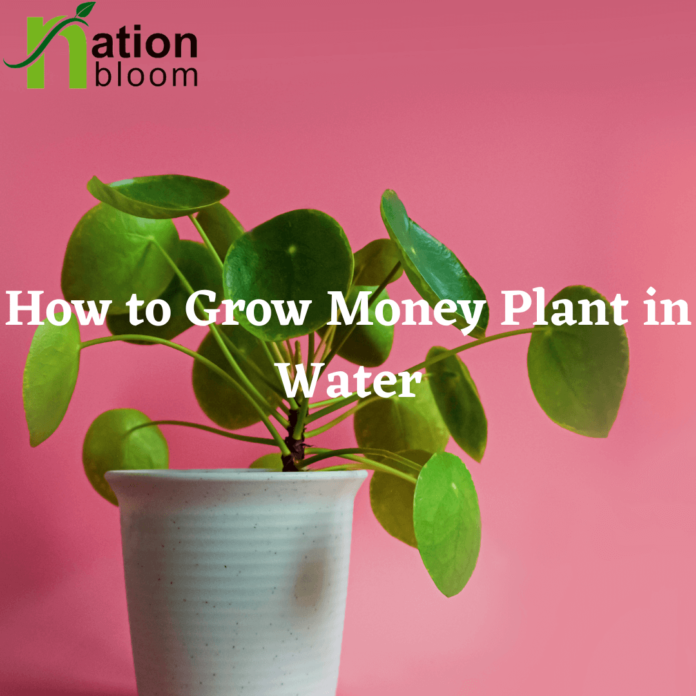 How to Grow Money Plant in Water