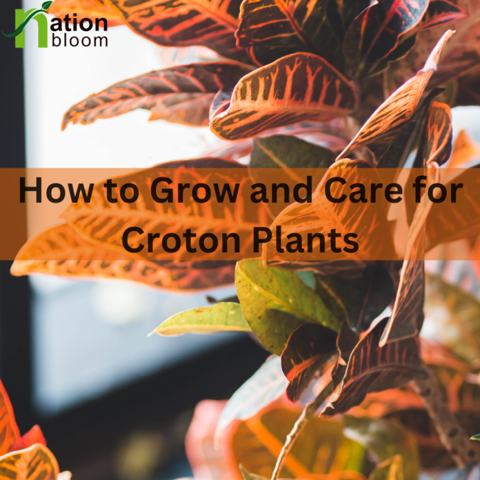 How to Grow and Care for Croton Plants