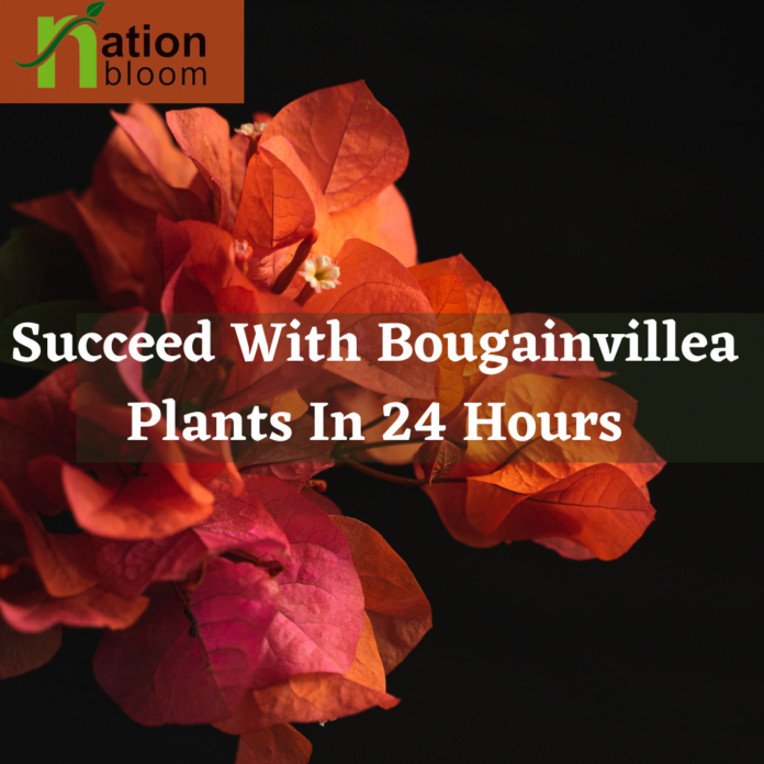 Bougainvillea Plants