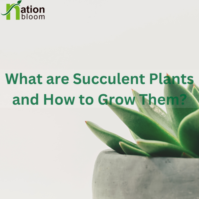 how to grow succulent plant
