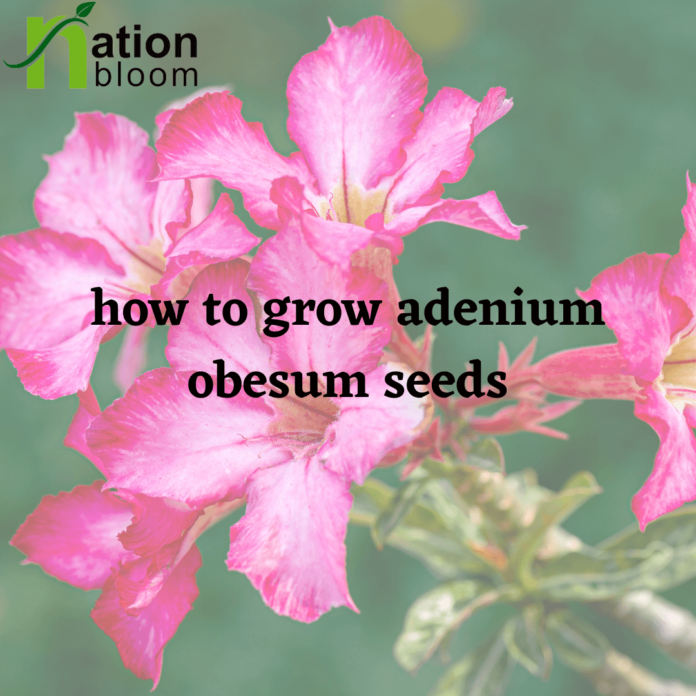 How to Grow Adenium Obesum Seeds