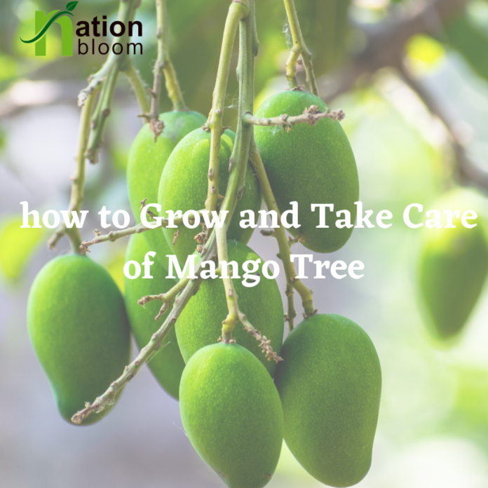 How to Take Care of a Mango Tree