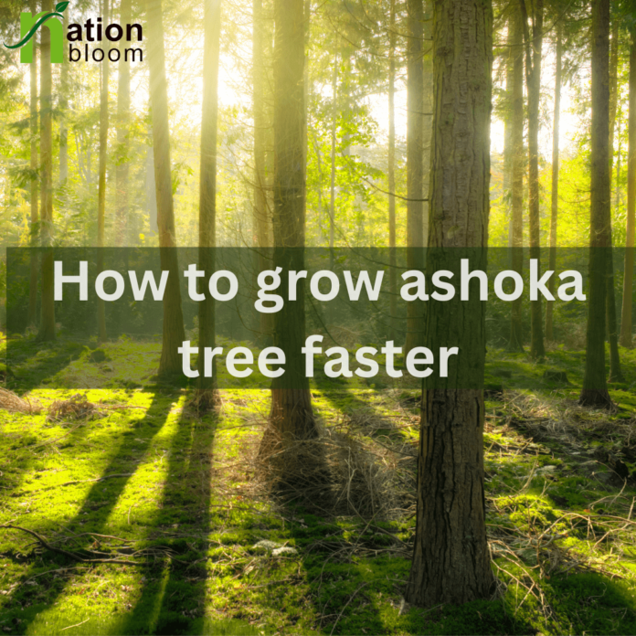 how to grow ashoka tree faster
