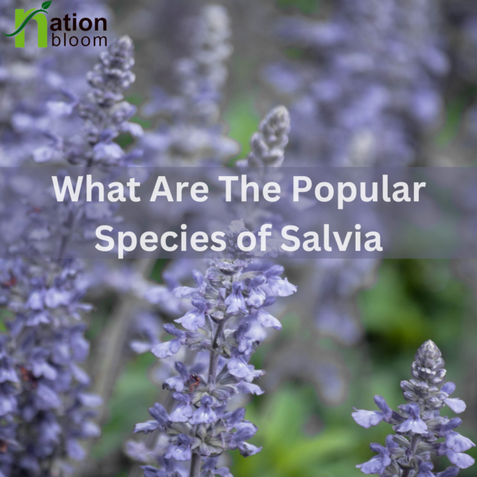 what are the Popular Species of Salvia