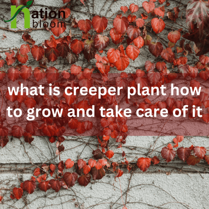what is creeper plant