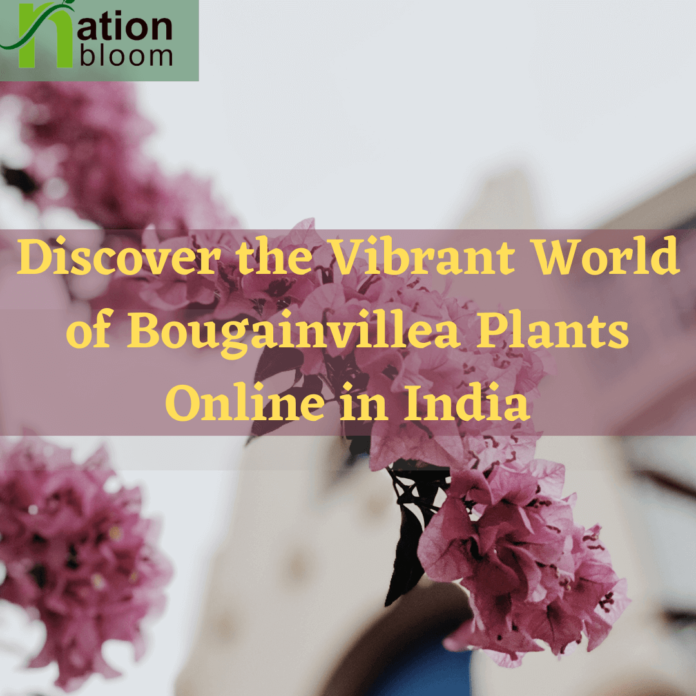 Bougainvillea Plants Online in India