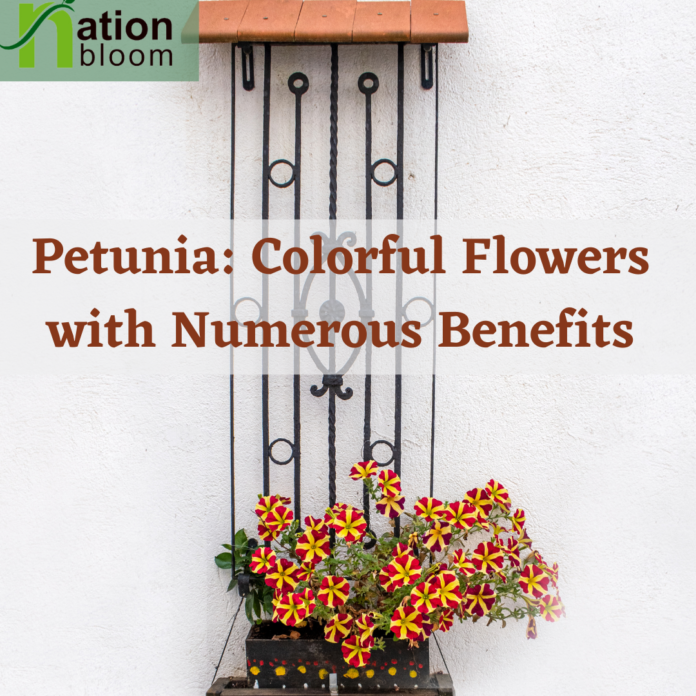 Petunias Colorful Flowers with Numerous Benefits